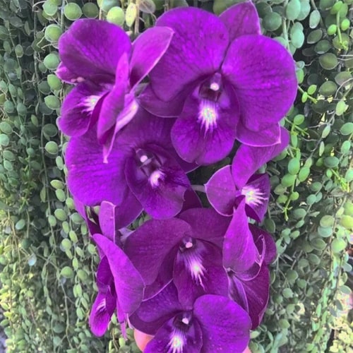 Dendrobium Berthachong Blue White Lip Dendrobium Berthachong Blue White Lip